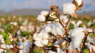 Algodón molinero extralargo: la nueva variedad que presenta una universidad peruana
