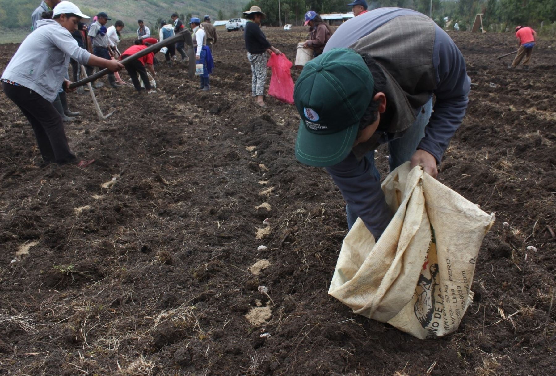 Ante el impacto de los fenómenos naturales, el Seguro Agrícola Catastrófico del Midagri ya indemnizó a los pequeños agricultores con S/ 2.38 millones.