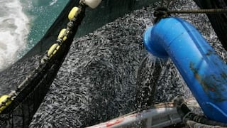 China Fishery suspende plan de administración judicial para CFG Perú