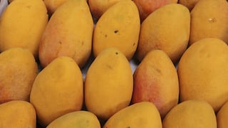 México alcanza el quinto puesto a nivel mundial en producción de mango