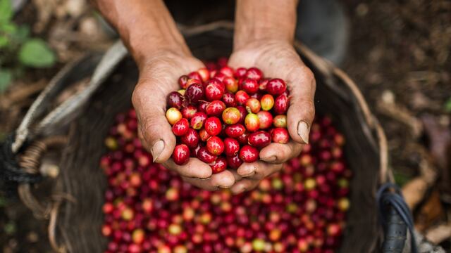 Caficultores en Perú prueban con nuevo híbrido ante posible caída de producción en el 2023