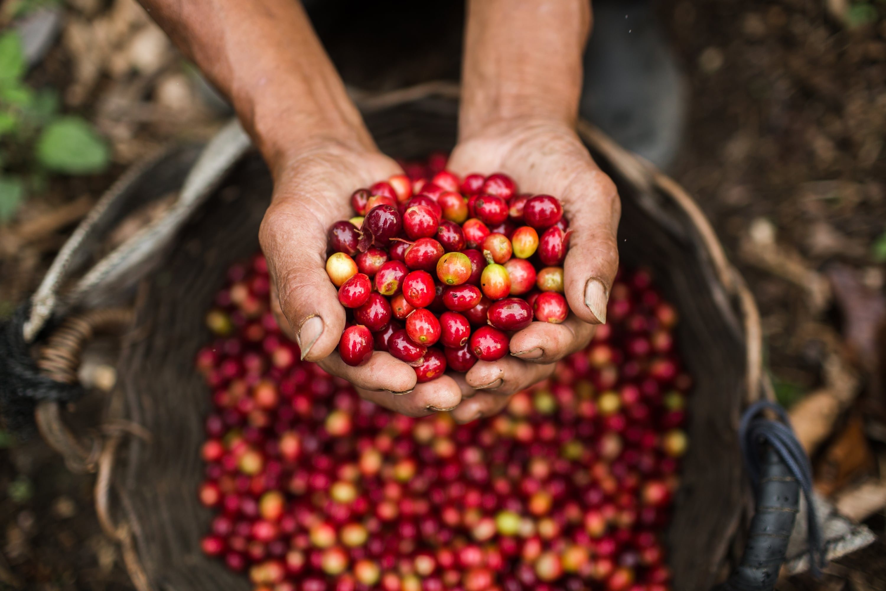 Se estima que 220 mil familias de la Amazonía peruana están involucradas directamente con la producción de café
(Foto: Leslie Searles/PNUD Perú).