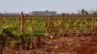 Cuba abre el acceso a tierras agrícolas con nuevas reformas económicas