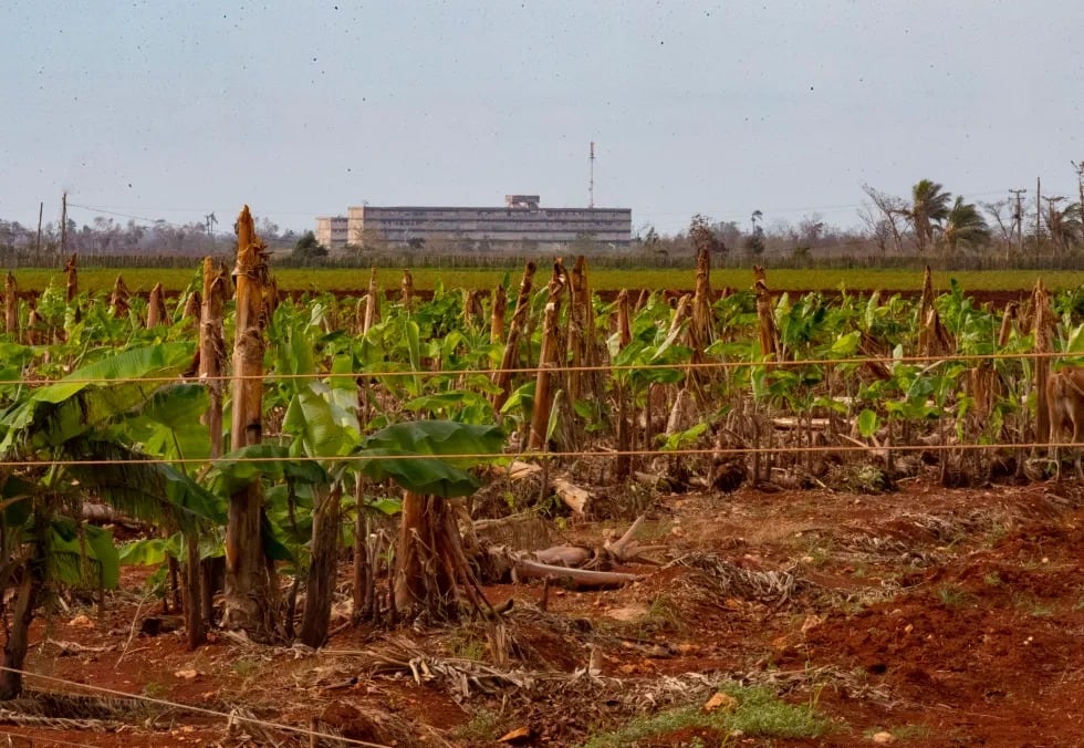 Cuba eliminará las restricciones en la entrega de tierras para impulsar la producción agrícola. (Imagen: EFE)