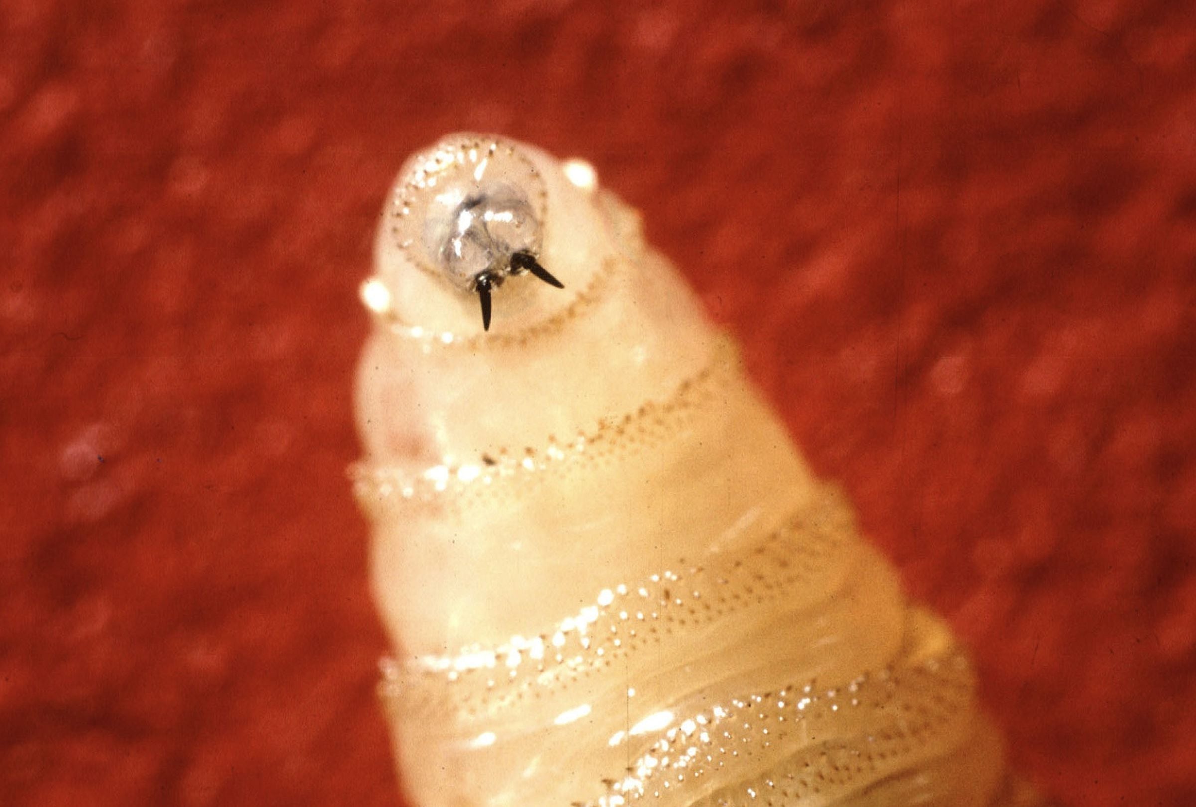 Las larvas del gusano barrenador excavan en la piel como “tornillos”, causando lesiones profundas, supurantes y peligrosas para humanos y animales | Crédito: USDA