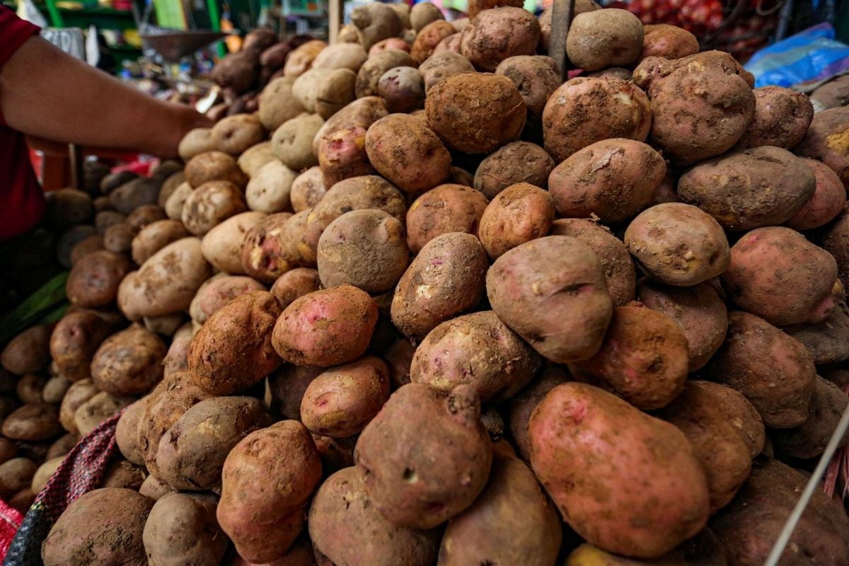 Producción de cultivos como papa, tomate, arroz y arándano impulsó el crecimiento del sector agropecuario en enero, según el Midagri.