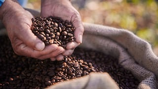 Científicos investigan productos bioestimulantes para combatir plagas que afectan al café