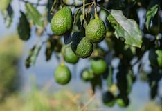Cayaltí proyecta elevar producción de palta y arándano en más de tres veces