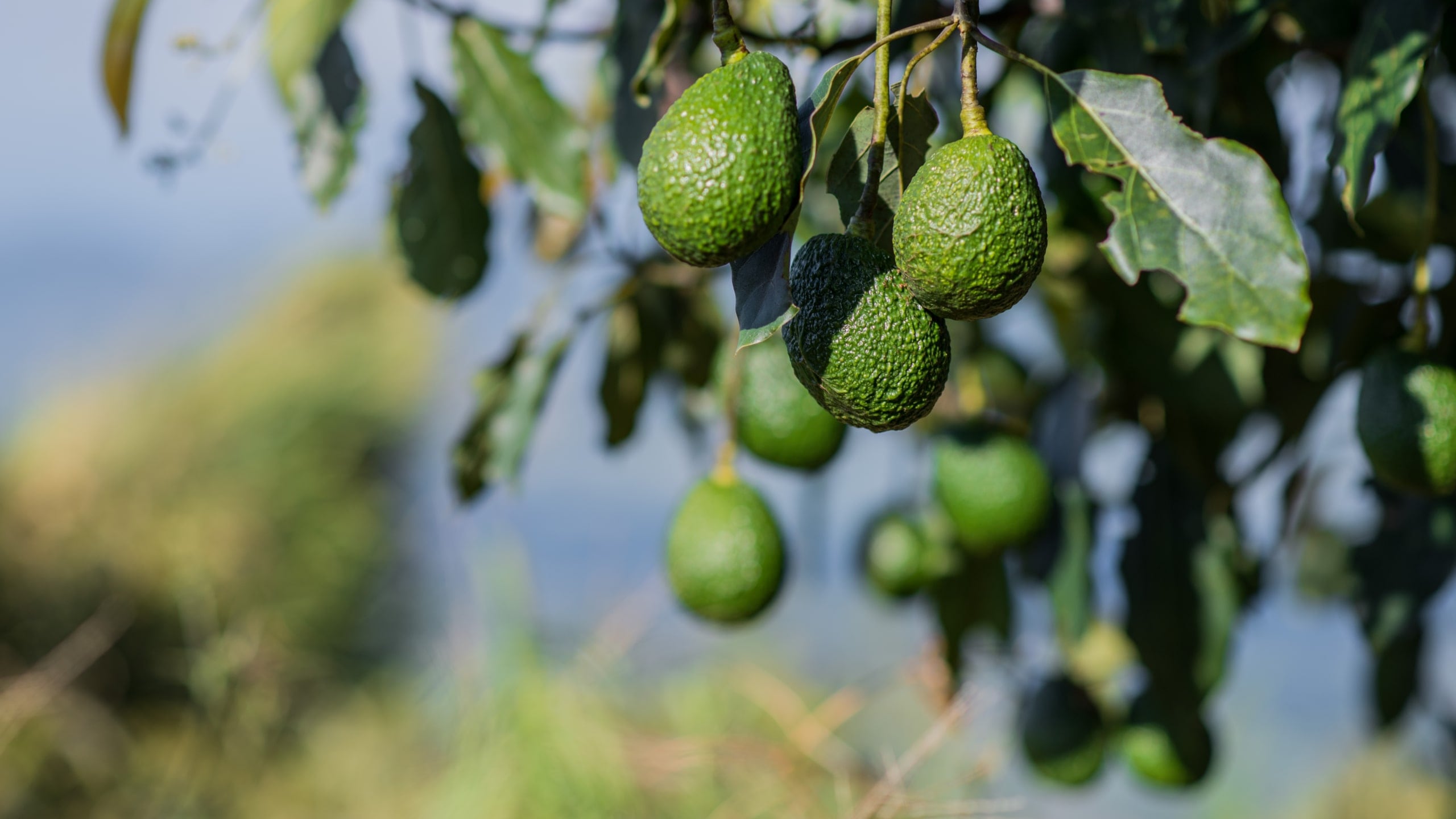 Conpal continuará invirtiendo en certificaciones y mejorando sus procesos, desde la cosecha hasta la exportación. Foto referencial: gob.pe.