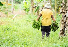 Midagri: Seguro Agrícola Catastrófico ya atendió a casi 30,000 agricultores