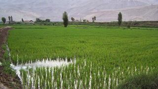 Arroz, papa y cebollas enfrentan menor producción por retraso en siembras y Fenómeno El Niño