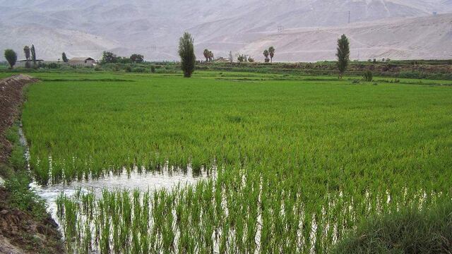 Se deben dejar de sembrar22,000 ha de arroz para evitar sobreproducción