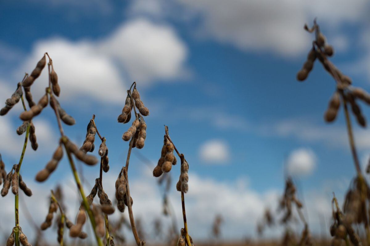Soja durante una cosecha en una granja cerca de Brasilia, Brasil, el viernes 4 de marzo de 2022.