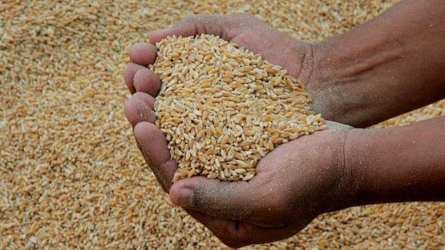 Caen precios internacionales de trigo, soya y maíz, las razones