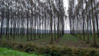 Congreso aprueba Ley de incentivos económicos para plantaciones forestales