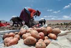 Al menos 5 cultivos “tiemblan”: El Niño eleva niveles de riesgo hasta junio
