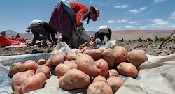 Al menos 5 cultivos “tiemblan”: El Niño eleva niveles de riesgo hasta junio