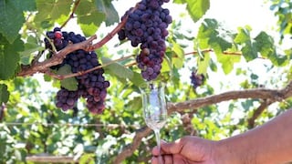 Pisco peruano: exportaciones repuntan en 2025 y bodegas buscan crecer en nuevos mercados
