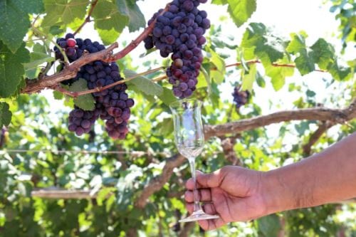 Para el lector del 2026, entender la tipicidad es fundamental. El pisco se define por sus tres tipos y ocho cepas autorizadas. (Foto: Andina)