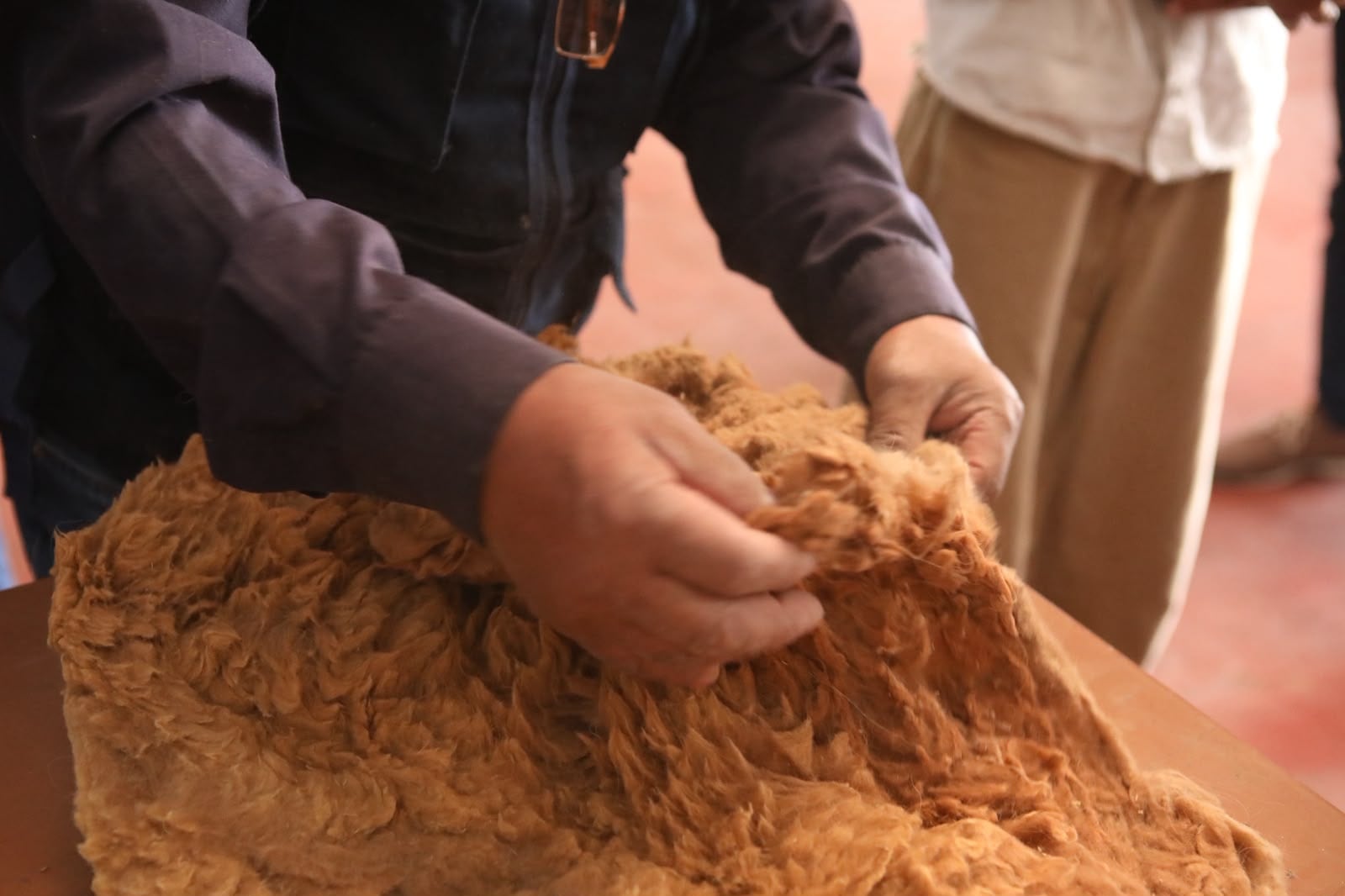 El precio base de la fibra de vicuña fue de US$450 por kilo, bajo la modalidad de venta en un único lote. Foto: Serfor.