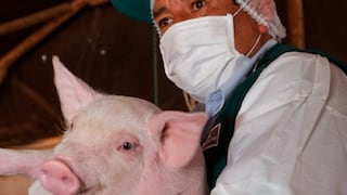 Senasa: Virus detectado en cerdos en China no pone en riesgo producción porcina del Perú