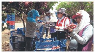 Molinelli: por cada S/ 100 de aportes de empleadores del agro, EsSalud gasta S/ 262