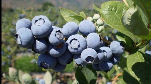 Vaighai desarrolló bolsas de cultivo con sustrato de fibra de coco específicamente para arándanos, buscando mejorar el drenaje, la retención de humedad y la aireación de las raíces. (Foto referencial).