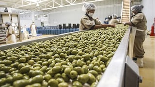 Pro Olivo: precios de aceitunas para exportar se recuperarían en el 2021 por menor producción