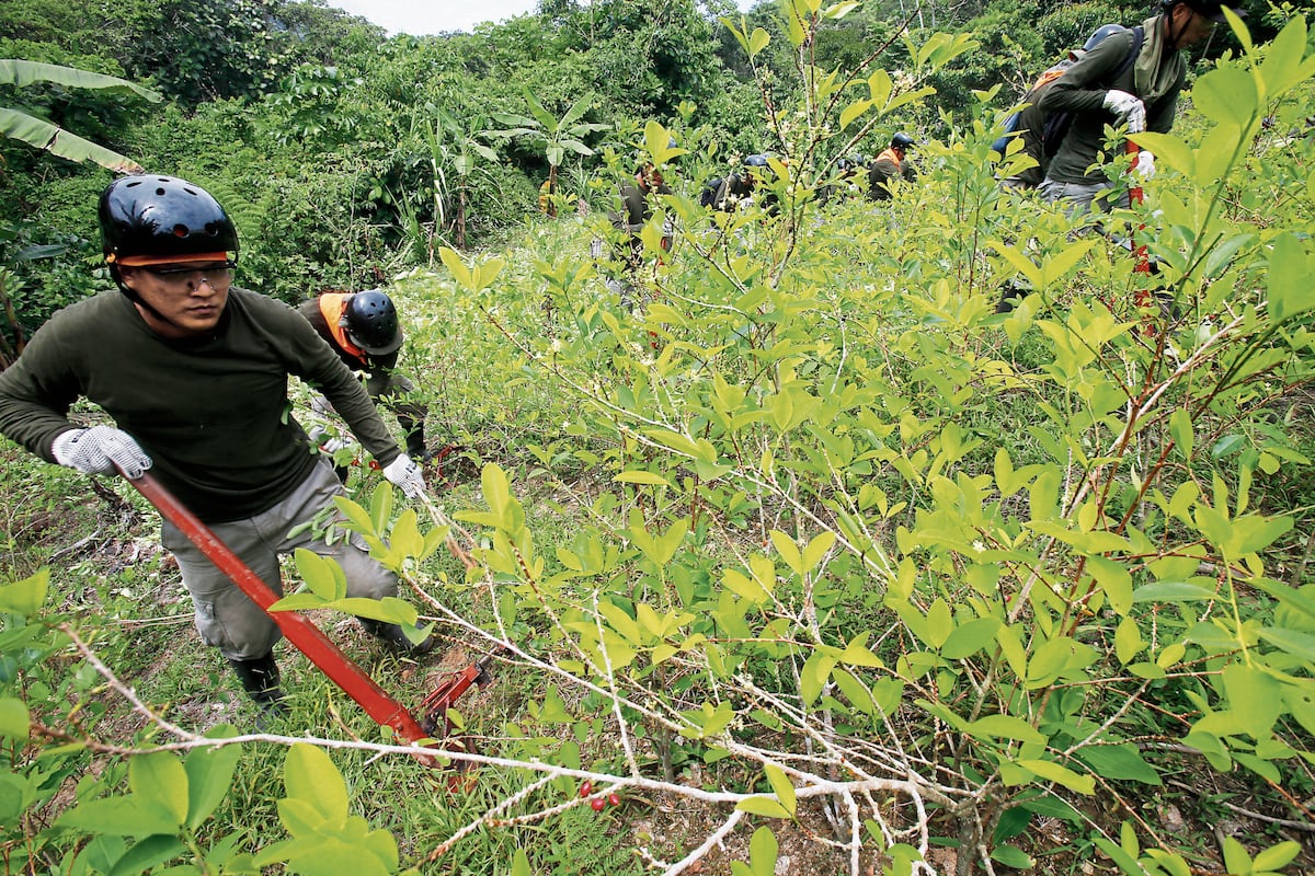 Según Devida, Perú cuenta con más de 61,770 hectáreas de superficie cultivada de hoja de coca que producen cerca de 146,360 toneladas, de las cuales solo el 8% va al consumo tradicional e industrial y más del 90% termina convertido en cocaína. (Foto: Difusión)