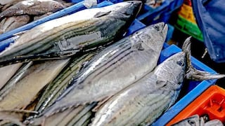 Produce suspende extracción y desembarque de bonito tras alcanzar 90% de cuota