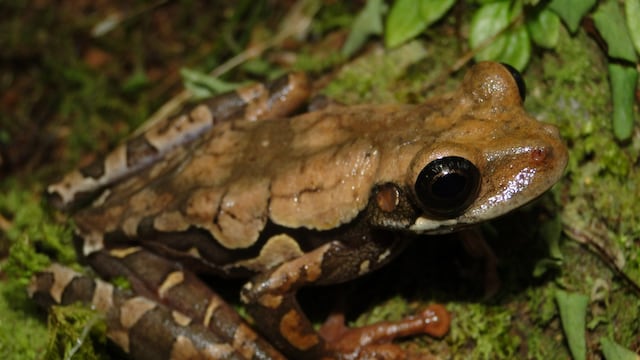 Descubren en Perú nueva especie de anfibio en Cerro de Pasco