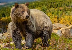 Japón planea medidas para controlar la población de osos ante récord de ataques a humanos