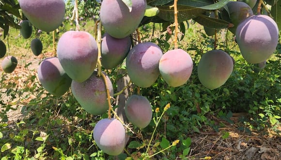 La fuerte caída en la producción de mango se debe a que zonas donde se concentra el cultivo, como Piura, Motupe y Casma, han sido seriamente afectadas por los cambios climáticos. (Foto: Dominus)