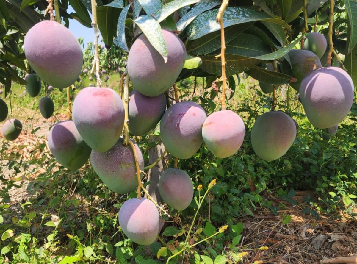 La fuerte caída en la producción de mango se debe a que zonas donde se concentra el cultivo, como Piura, Motupe y Casma, han sido seriamente afectadas por los cambios climáticos. (Foto: Dominus)