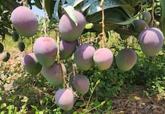 Dominus busca más mercados para envíos de mangos a Asia por mar y aire
