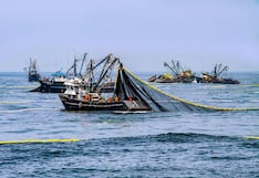 Produce levantó veda del pulpo en Piura y Lambayeque, ¿a cuánto asciende la cuota?