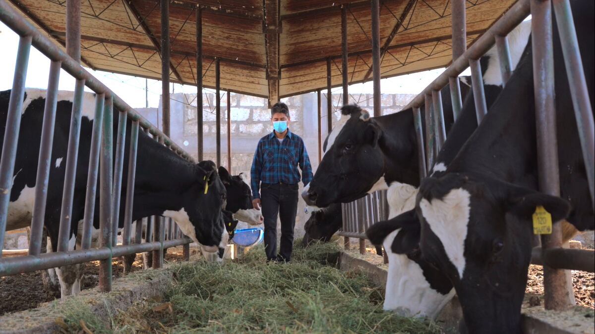 Gloria en Cajamarca realiza la producción de quesos madurados, manjar blanco y también recolección de leche fresca para el abastecimiento del Complejo Industrial Huachipa. (Foto: difusión).