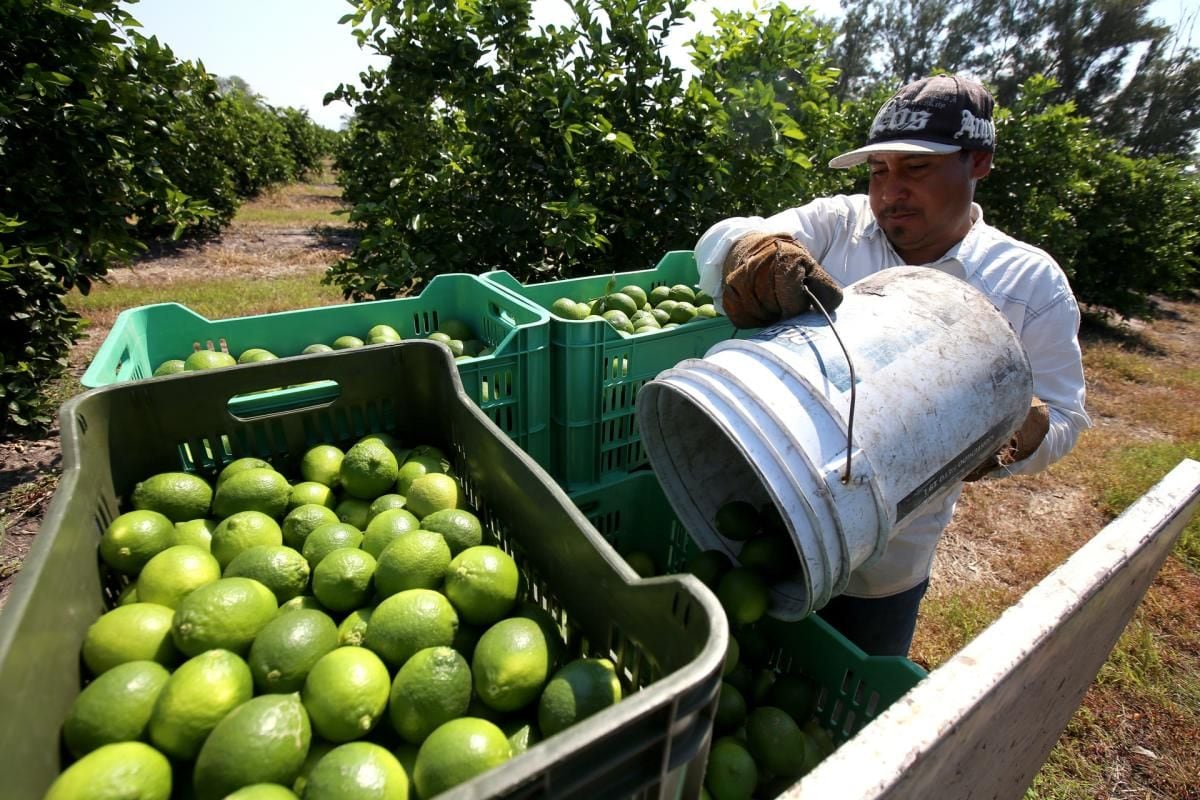 El Comité Nacional del Sistema Producto Limón Mexicano también reveló que en el municipio de Múgica (Foto: EFE)