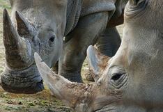 La justicia sudafricana investiga a un estadounidense por presunto tráfico de rinocerontes