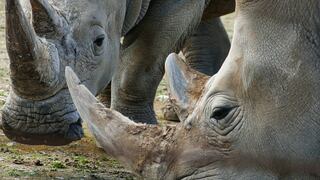 La justicia sudafricana investiga a un estadounidense por presunto tráfico de rinocerontes
