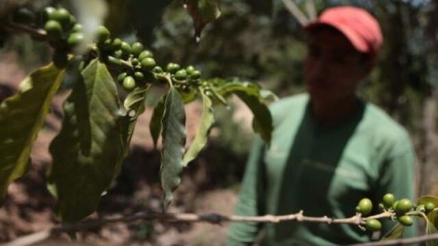 Volumen exportado de café peruano cae 37% a mayo por menores precios