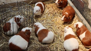 Midagri desarrolla nueva variedad de alcachofa y de cuy de alta calidad genética