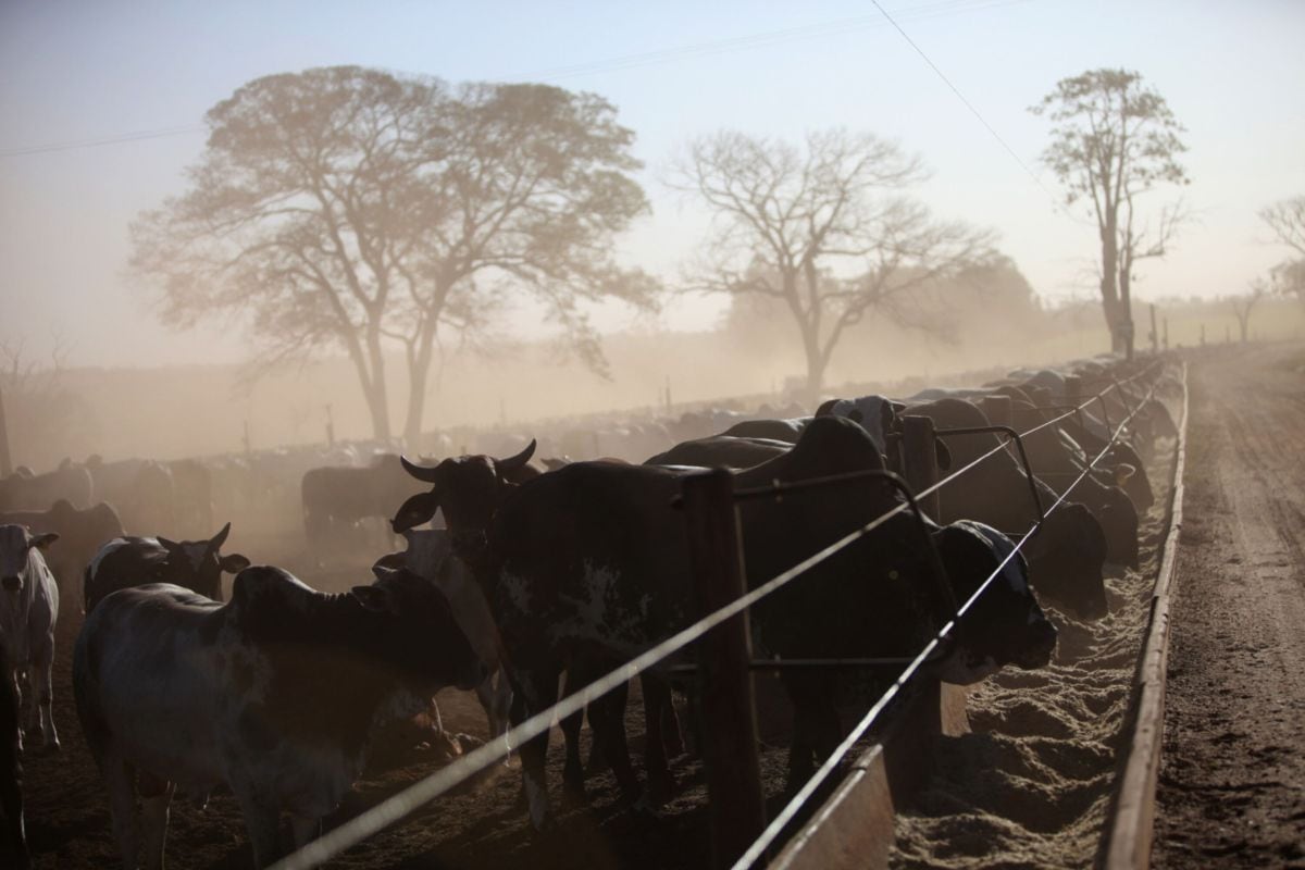 El ganado propiedad del productor brasileño de carne de vacuno Minerva SA pasta con raciones de pienso en un rancho operado por la Cia Agropecuaria Monte Alegre (CMA) en Barretos, Brasil, el martes 21 de agosto de 2012.