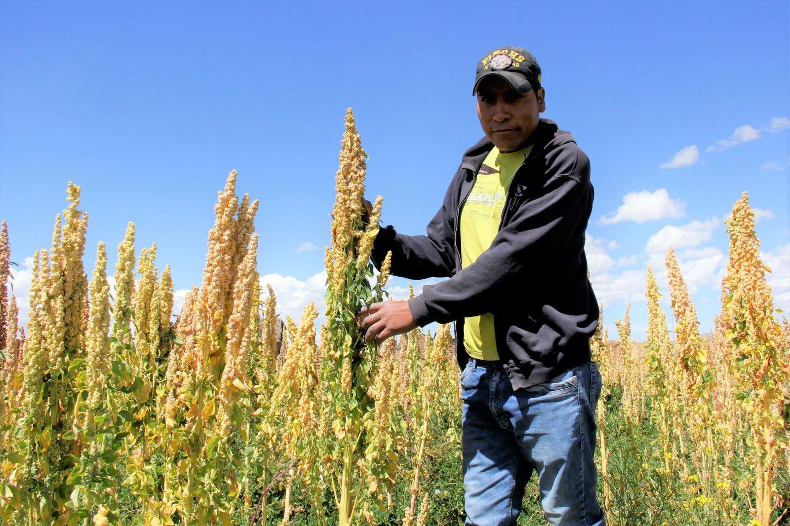 El instituto resaltó que el resultado de octubre se explica principalmente por el buen desempeño de seis sectores económicos. El más relevante de todos es el rubro agropecuario (13.41%). (Foto: Midagri).