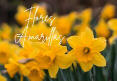 ¿Qué significa que tu pareja te regale flores amarillas el 21 de marzo?