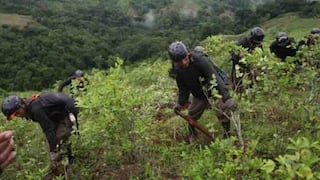 Más de 17,200 hectáreas de cocales destruidas en Perú desde comienzos de 2017