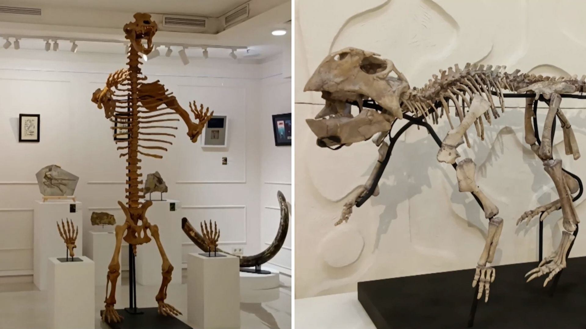 Venden esqueletos de dinosaurios y fósiles en galería de Moscú