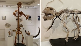 Venden esqueletos de dinosaurios y fósiles en galería de Moscú