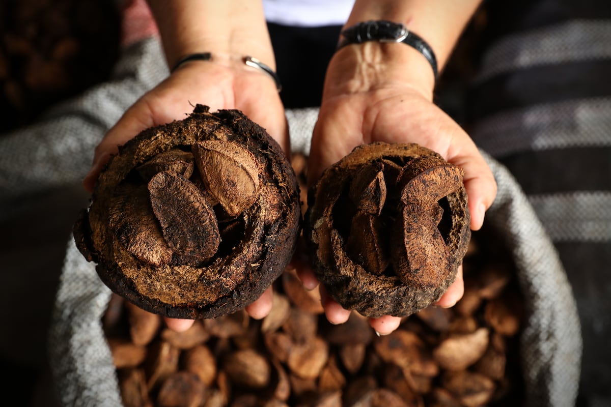 Castañas, bambú y tara: los negocios forestales que buscan crecer en Perú. (Foto: Alessandro Currarino / El Comercio)