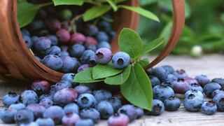 Agroberries crea nueva división para venta de arándanos en Asia